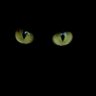 Sam Rok's profile picture