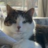 Diane Tartaglia's profile picture