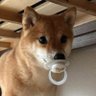 小柴寶🍼 ੯‧̀͡⬮\ profil fotoğrafı