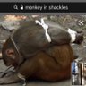 shambles profil fotoğrafı