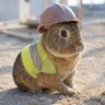 働き兎🐇 的头像