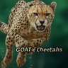 GOAT of Cheetahs profil fotoğrafı