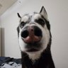 Profilbild von brought
