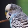 Budgie's profile picture