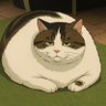 猫哥🐱's profile picture