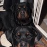Raider Rotties!'s profile picture