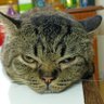Fauzi profil fotoğrafı