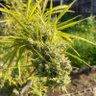 Фото профиля Green garden 420