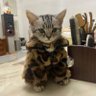 Фото профиля Chinu