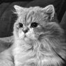 Profilbild von BloomBlinkLuvie
