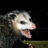 Reply Possum's profile picture