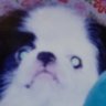 ピーちゃん's profile picture