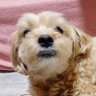 もふり隊's profile picture