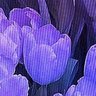 neura profil fotoğrafı