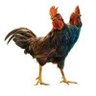 TwoHeaded Rooster's profile picture