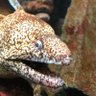 Фото профиля あごどりる