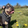 Profilbild von Buddy