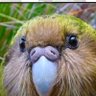 いくら君's profile picture