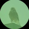Penshooter profil fotoğrafı
