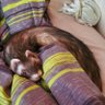 Profilbild von Canadian_Ferret
