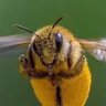 Profilbild von The 🐝 That 🐝