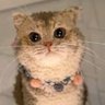 YarnCat's profile picture