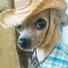Carmen Cents's profile picture