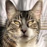 Definitely Not A Beloved Celebrity's profile picture