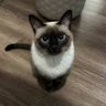 逻辑猫饼's profile picture