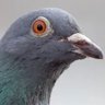 pomba's profile picture