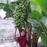 Profilbild von Paeri Widyawatik