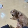 雨雫 profil fotoğrafı