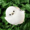 moko-mogu profil fotoğrafı