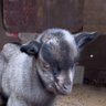 Jackal profil fotoğrafı