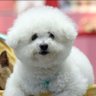 Profilbild von Opemipoo๐ฅบโค๏ธ