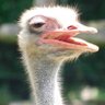 ←お前の顔 profil fotoğrafı