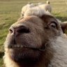 Profilbild von Chris