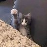spatula profil fotoğrafı