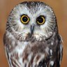 Profilbild von nel