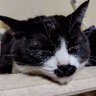 ラスさん's profile picture