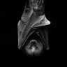 BatMatt's profile picture