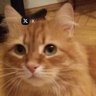 Екатерина Кузнецова profil fotoğrafı