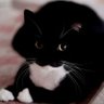 Super Simula's profile picture