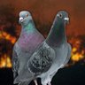 Pigeons of Destruction's profile picture