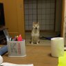 ポコたん 的头像