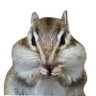 ねこ profil fotoğrafı