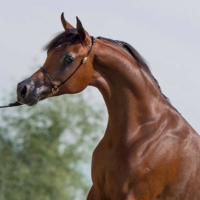 ﮼ البحر ﮼ المبدع ﮼'s profile picture