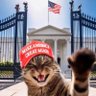 Crazy Cat Lady's profile picture