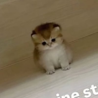 octopuscrow's profile picture