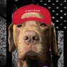 Profilbild von Maxx45/47✝️🙏🇺🇸🦅